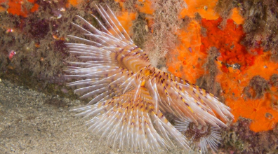 Arribolas